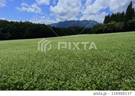 白い花が満開な、戸隠高原のそば畑と戸隠連峰 116989137