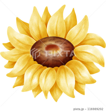 My sunflower garden. My sunflower garden. 116989202