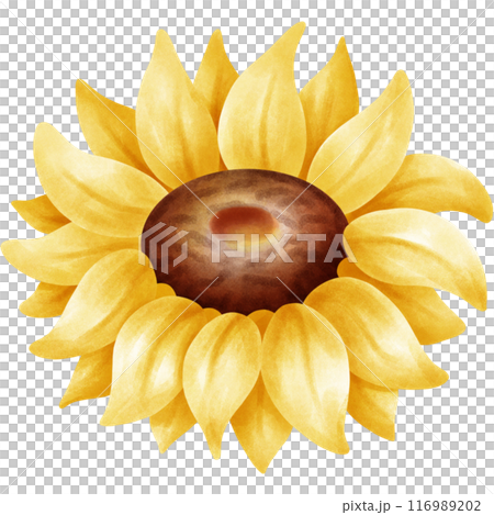 My sunflower garden. My sunflower garden. 116989202