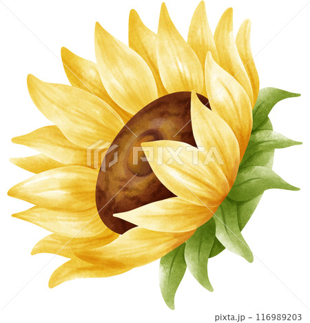 My sunflower garden. 116989203