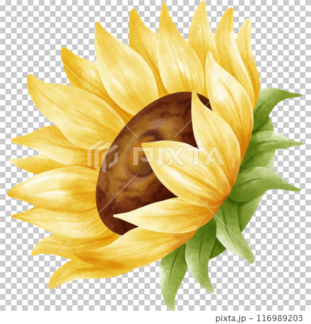 My sunflower garden. 116989203