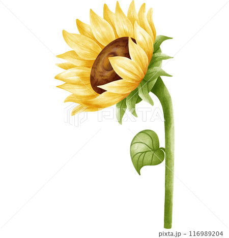 My sunflower garden. My sunflower garden. 116989204
