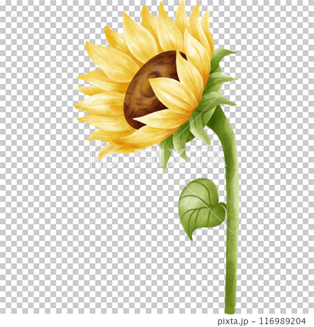 My sunflower garden. My sunflower garden. 116989204