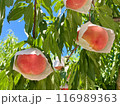 木になっている収穫直前の桃 116989363