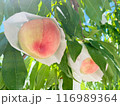 収穫直前の桃 116989364