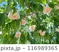 たわわに実った収穫直前の桃 116989365