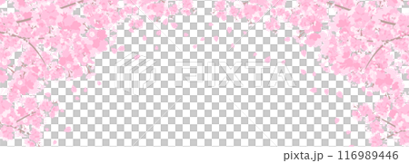 盛開的櫻花橫幅背景 116989446