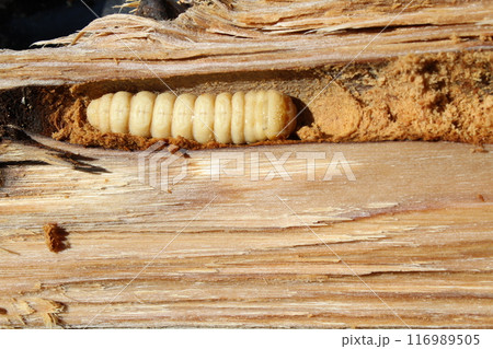 割った、クリの木の中から出てきた、カミキリムシの幼虫 116989505