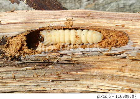 割った、クリの木の中から出てきた、カミキリムシの幼虫 116989507