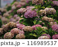 シックな色合いの紫陽花 116989537