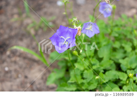 The beauty of urban flowers on a summer day  116989589