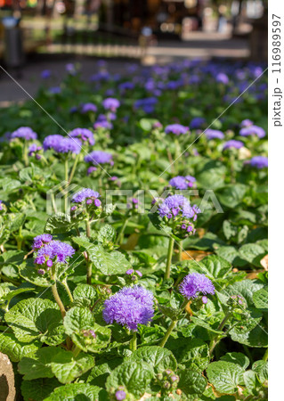 The beauty of urban flowers on a summer day  116989597