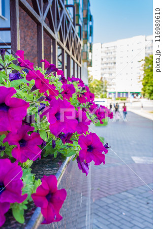The beauty of urban flowers on a summer day  116989610