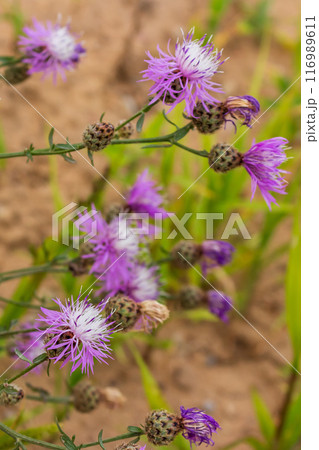 The beauty of urban flowers on a summer day  116989611