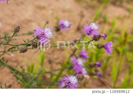 The beauty of urban flowers on a summer day  116989612