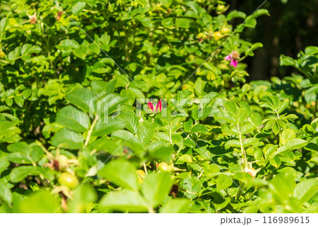 The beauty of urban flowers on a summer day  116989615