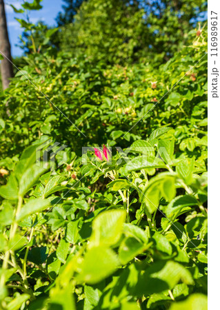 The beauty of urban flowers on a summer day  116989617