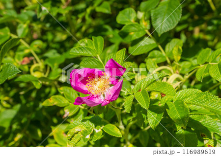 The beauty of urban flowers on a summer day  116989619