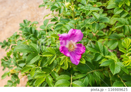 The beauty of urban flowers on a summer day  116989625