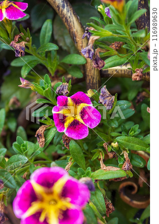 The beauty of urban flowers on a summer day  116989630