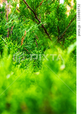 Lush Christmas tree in the sunlight  116989732