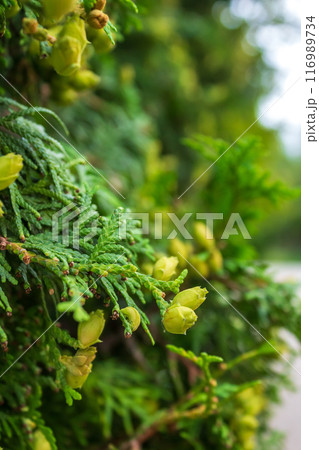 Lush Christmas tree in the sunlight  116989734