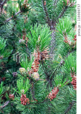 Lush Christmas tree in the sunlight  116989737