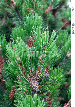 Lush Christmas tree in the sunlight Lush Christmas tree in the sunlight 116989738