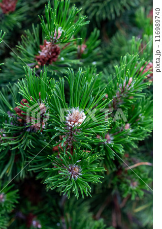 Lush Christmas tree in the sunlight  116989740