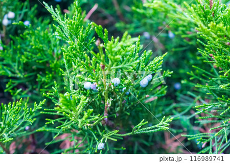 Lush Christmas tree in the sunlight  116989741