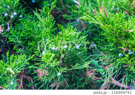 Lush Christmas tree in the sunlight  116989742