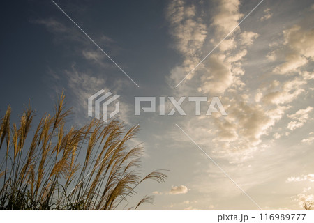 秋の朝の情景《朝日に輝くススキ》 116989777