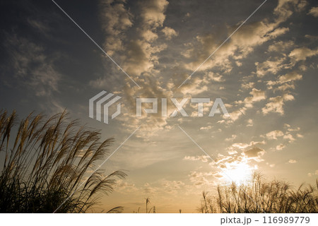 秋の朝の情景《朝日に輝くススキ》 116989779