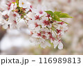 さくらのはな 116989813