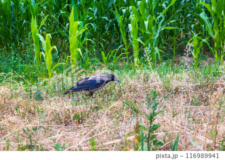 The beauty of urban birds 116989941