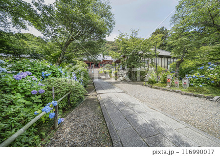矢田寺(奈良県)参道に咲くアジサイ 矢田寺(奈良県)参道に咲くアジサイ 116990017