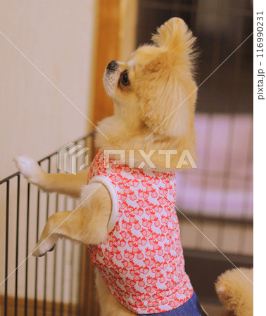 ペキチワ 116990231