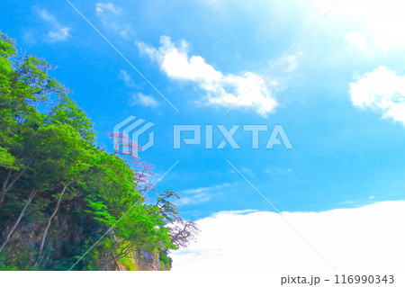 爽やかな青空と緑の樹木 116990343