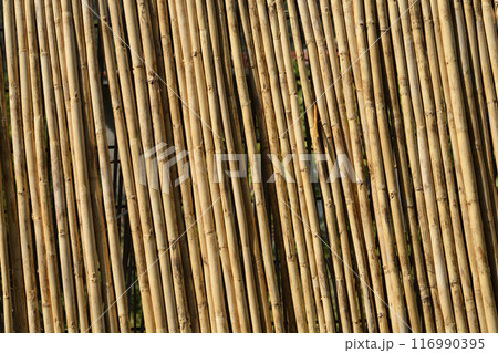Dry reed fence Dry reed fence 116990395