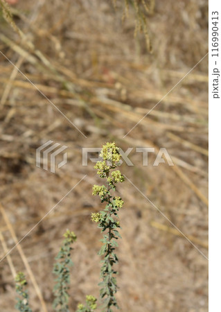 Winter marjoram 116990413