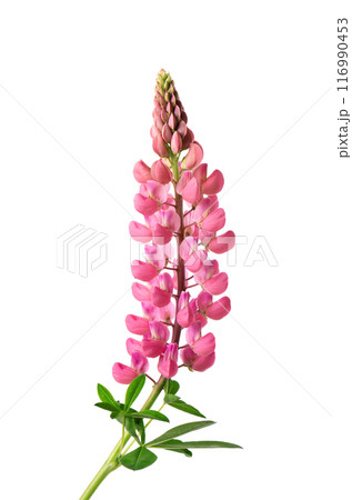 Pink lupine flower isolated on white background. Bunch of colorful lupines, spring flower. 116990453