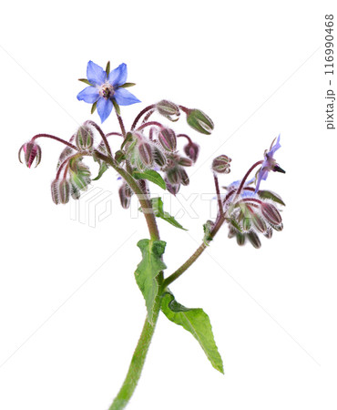 Borage flowers isolated on white background. Borago officinalis bush. Clipping path. 116990468