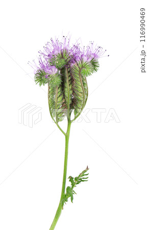Phacelia flowers isolated on white background. Light purple flowers of Lacy phacelia or blue tansy. Phacelia flowers isolated on white background. Light purple flowers of Lacy phacelia or blue tansy. 116990469