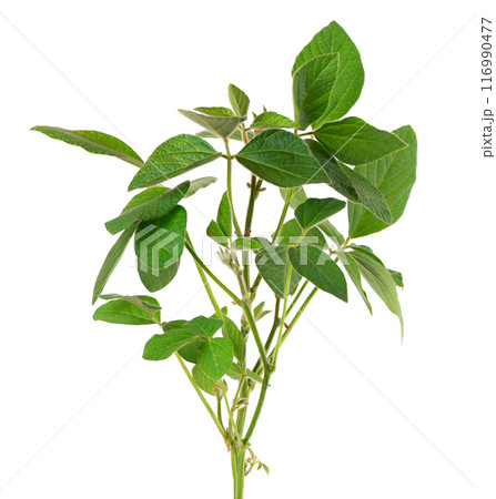 Green soybean bush isolated on white background. Soy bean plant. 116990477