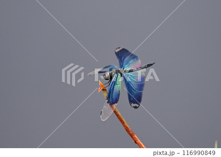 チョウトンボ 116990849