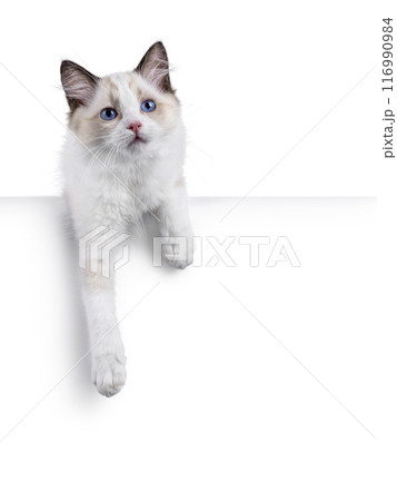 Ragdoll cat kitten on white bckground Ragdoll cat kitten on white bckground 116990984