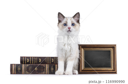 Ragdoll cat kitten on white bckground Ragdoll cat kitten on white bckground 116990990