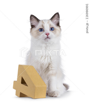 Ragdoll cat kitten on white bckground Ragdoll cat kitten on white bckground 116990991