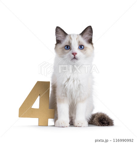 Ragdoll cat kitten on white bckground Ragdoll cat kitten on white bckground 116990992