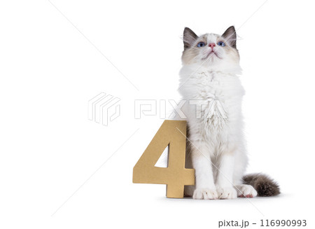 Ragdoll cat kitten on white bckground Ragdoll cat kitten on white bckground 116990993